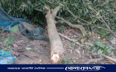 আত্রাইয়ে জমির গাছ কাটাকে কেন্দ্র করে উত্তেজনা, থানায় অভিযোগ দায়ের