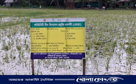 নোয়াখালীতে জলাবদ্ধতায় আউশের খেত-আমনের বীজতলায় ব্যাপক ক্ষতি