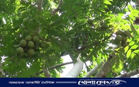 কম খরচে বেশি লাভ, আমড়া চাষে ঝুঁকছেন পিরোজপুরের চাষিরা