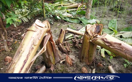 গাছের সাথে এ কেমন শত্রুতা! বিরোধের জেরে মুহূর্তেই ধুলিস্যাৎ কৃষকের স্বপ্ন