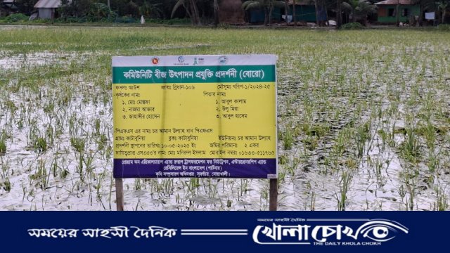 নোয়াখালীতে জলাবদ্ধতায় আউশের খেত-আমনের বীজতলায় ব্যাপক ক্ষতি