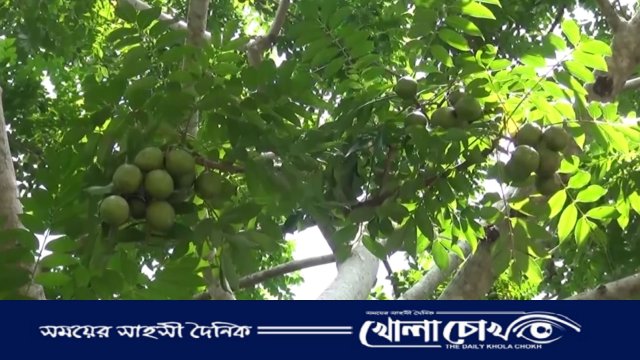 কম খরচে বেশি লাভ, আমড়া চাষে ঝুঁকছেন পিরোজপুরের চাষিরা