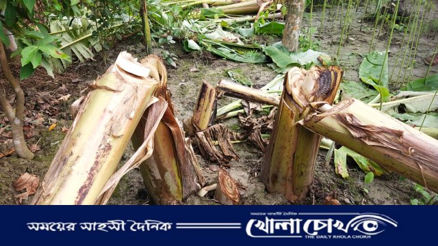গাছের সাথে এ কেমন শত্রুতা! বিরোধের জেরে মুহূর্তেই ধুলিস্যাৎ কৃষকের স্বপ্ন