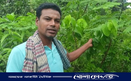 চাকরি ছেড়েছিলেন ৬ হাজার টাকা পুঁজি নিয়ে, আজ তিনি মাগুরার 'বৃক্ষ-সম্রাট'