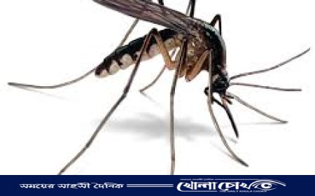 রাজশাহীতে মশার উপদ্রব চরমে, বাড়ছে ডেঙ্গুর প্রকোপ