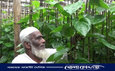 পান বিক্রি পানির দরে, চরম বিপর্যয়ে কালকিনির পান চাষীরা