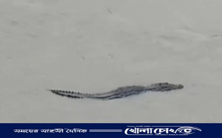 মধুমতির বুকে ভেসে উঠল ১৫ ফুটের কুমির