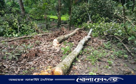 মুন্সীগঞ্জে ভোররাতে বসতভিটায় হামলা: লক্ষাধিক টাকার গাছ কেটে জমি দখলের চেষ্টা