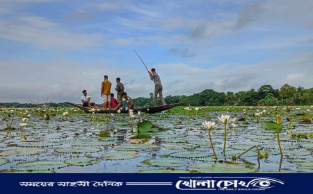 জলের বুকে ফুটেছে শাপলার শুভ্র কাব্য