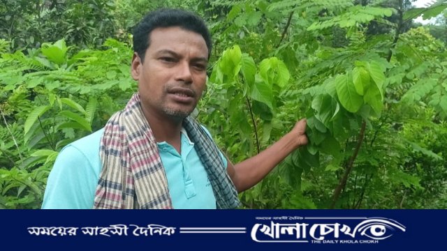 চাকরি ছেড়েছিলেন ৬ হাজার টাকা পুঁজি নিয়ে, আজ তিনি মাগুরার 'বৃক্ষ-সম্রাট'