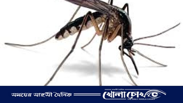 রাজশাহীতে মশার উপদ্রব চরমে, বাড়ছে ডেঙ্গুর প্রকোপ