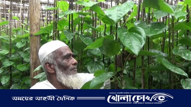 পান বিক্রি পানির দরে, চরম বিপর্যয়ে কালকিনির পান চাষীরা