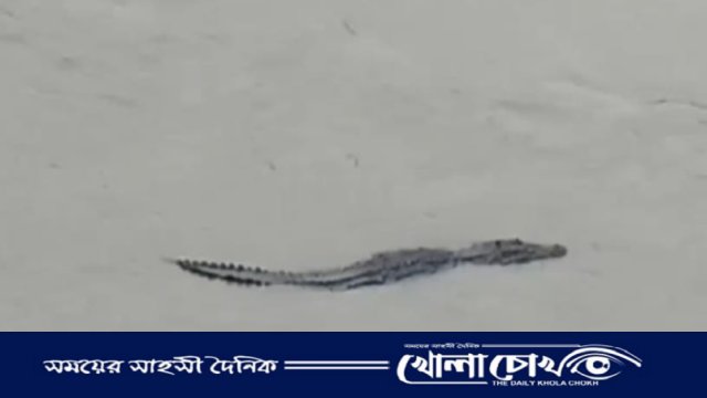 মধুমতির বুকে ভেসে উঠল ১৫ ফুটের কুমির