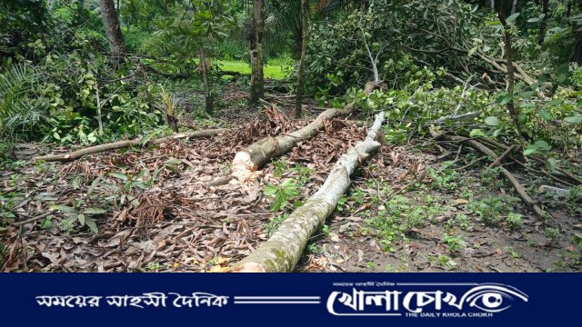 মুন্সীগঞ্জে ভোররাতে বসতভিটায় হামলা: লক্ষাধিক টাকার গাছ কেটে জমি দখলের চেষ্টা