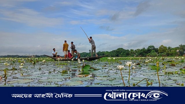 জলের বুকে ফুটেছে শাপলার শুভ্র কাব্য
