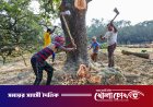 রাস্তার পাশের গাছ কেটে বসানো হচ্ছে পাইপ