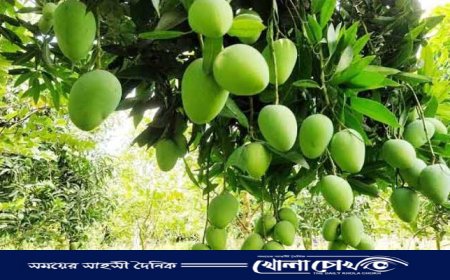 রাজশাহীতে নতুন জাতের আম কাটিমন: মৌসুম শেষে আমের ভিন্ন উৎসব