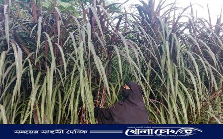 ঘাস থেকে গুড় তৈরি করে অভাবকে জয় করে মিষ্টি গুড়ে ভাগ্য বদল খাদিজার