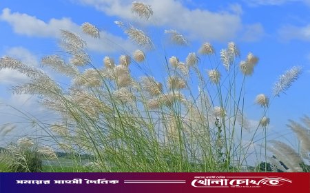 কাশফুলের স্নিগ্ধ ছোঁয়ায় সেজেছে শরৎরানি