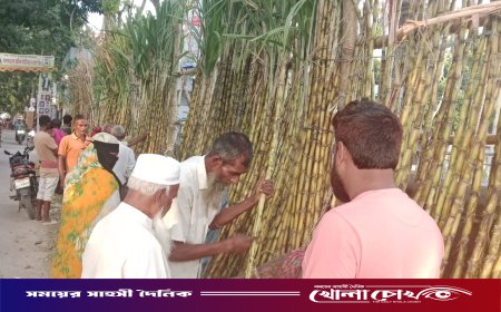 আখের ফলনে কৃষক খুশি, তেতো দামে হতাশ ক্রেতা