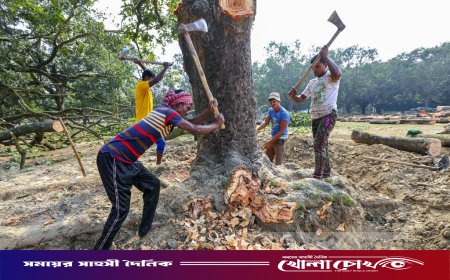 রাস্তার পাশের গাছ কেটে বসানো হচ্ছে পাইপ