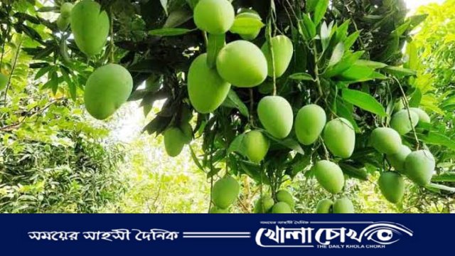 রাজশাহীতে নতুন জাতের আম কাটিমন: মৌসুম শেষে আমের ভিন্ন উৎসব