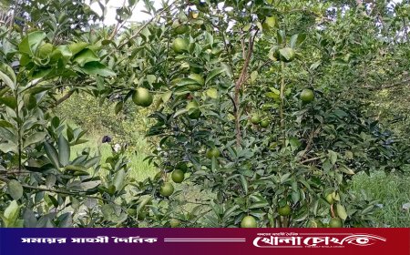 পিরোজপুরে বানিজ্যিক ভাবে চাষ হচ্ছে মাল্টা