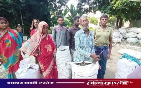 মাগুরার বিলে অবহেলিত শামুকই এখন শত শত পরিবারের ভাগ্য বদলের হাতিয়ার