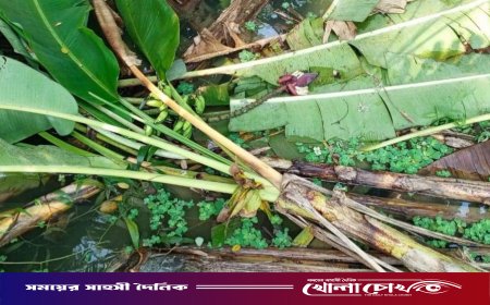 বিএনপি নেতার কলাগাছ কেটে আওয়ামী লীগ নেতার জমি দখলের চেষ্টা