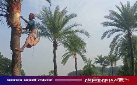 মাগুরায় শীতের আগমনী বার্তা খেজুর গাছে নলি বসানো ও গাছ ঝোড়ায় ব্যস্ত গাছিরা