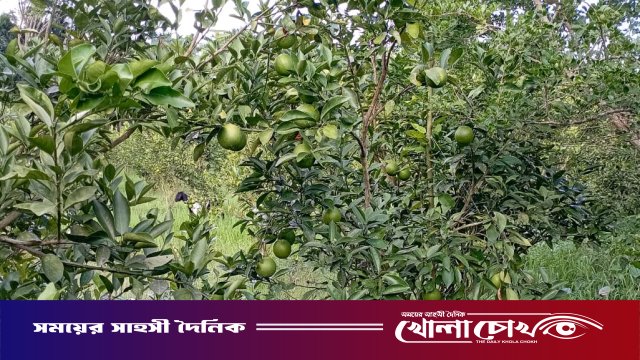 পিরোজপুরে বানিজ্যিক ভাবে চাষ হচ্ছে মাল্টা