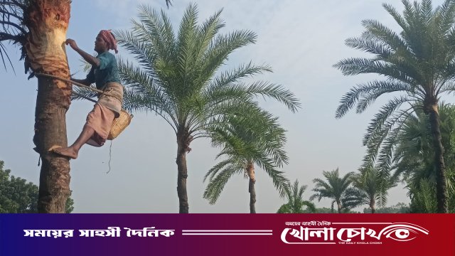 মাগুরায় শীতের আগমনী বার্তা খেজুর গাছে নলি বসানো ও গাছ ঝোড়ায় ব্যস্ত গাছিরা