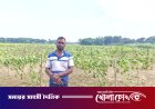 মহম্মদপুরে এক কৃষকের ৫০ শতক জমির লাউ  গাছ কেটে দিয়েছে দুর্বৃত্তরা