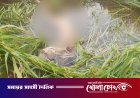 নওগাঁয় ধানক্ষেতে ভ্যানচালকের লাশ উদ্ধার