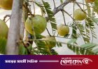 শীতের মৌসুমে সুস্থতার ‘স্বর্ণফল’ আমলকি