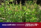 তুলসী: ঘরোয়া চিকিৎসা ও স্বাস্থ্য সুরক্ষায় ‘অমৃত ভেষজ’