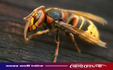 বোয়ালমারীতে ভীমরুলের কামড়ে শিশু নুসরাতের মৃত্যু