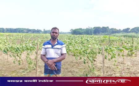 মহম্মদপুরে এক কৃষকের ৫০ শতক জমির লাউ  গাছ কেটে দিয়েছে দুর্বৃত্তরা