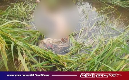 নওগাঁয় ধানক্ষেতে ভ্যানচালকের লাশ উদ্ধার