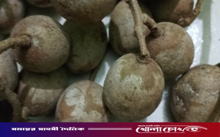 গ্রামবাংলার স্বাদ ও স্মৃতি মিশে থাকা বুনো আমড়া-নিঃশব্দে হারিয়ে যাচ্ছে সবুজ ঐতিহ্য