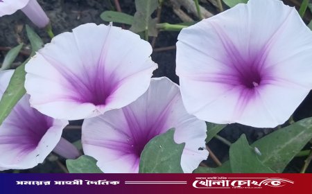 প্রকৃতির বুকে ফোটা কলমি ফুল: গ্রামবাংলার হারানো দিনের স্নিগ্ধ স্মৃতি