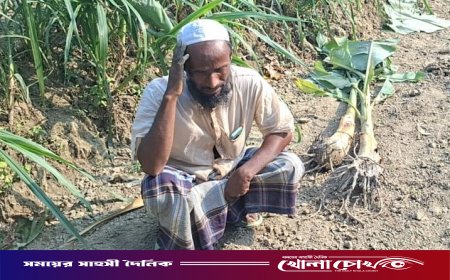 ভাঙ্গায় রাতের আঁধারে কলাগাছ নিধন: জমি–বিরোধে বাড়ছে উত্তেজনা