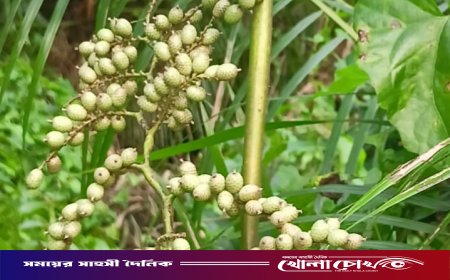 মাগুরায় প্রকৃতির উপহার বেতফল: সুস্বাদু, পুষ্টিকর ও স্বাস্থ্যবর্ধক