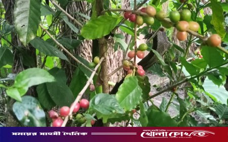 মাগুরায় বিদেশি ফলের চাষে এগিয়ে চলছেন শিক্ষার্থী সম্পদ মন্ডল