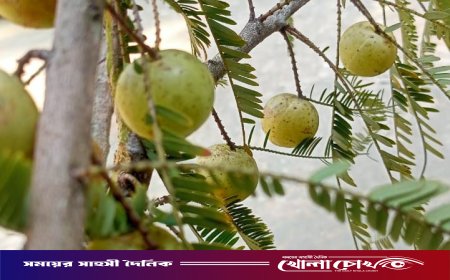 শীতের মৌসুমে সুস্থতার ‘স্বর্ণফল’ আমলকি