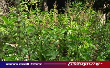 তুলসী: ঘরোয়া চিকিৎসা ও স্বাস্থ্য সুরক্ষায় ‘অমৃত ভেষজ’