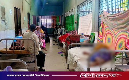 নওগাঁয় মশার উপদ্রবে অতিষ্ঠ পৌরবাসী, চলতি বছরে ডেঙ্গুতে আক্রান্ত ৩২৪ জন