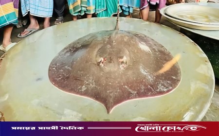 পদ্মায় ধরা পড়ল ৭ কেজি ওজনের বিরল শাপলা পাতা মাছ