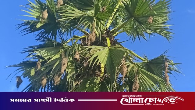 বাবুই পাখি-প্রকৃতির ক্ষুদ্র শিল্পী, যে গাঁথে স্বপ্নের বাসা