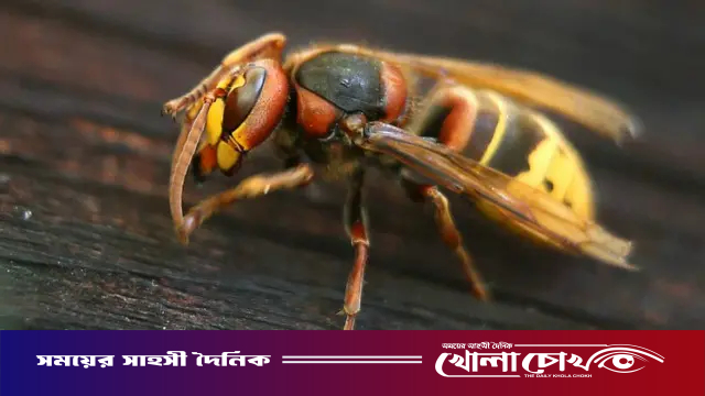 বোয়ালমারীতে ভীমরুলের কামড়ে শিশু নুসরাতের মৃত্যু